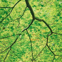 青もみじが生い茂る枝が広がり見上げた風景の写真