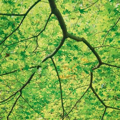 青もみじが生い茂る枝が広がり見上げた風景の写真