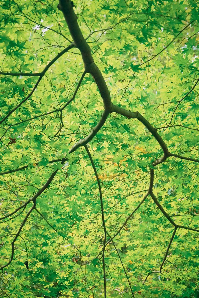 青もみじが生い茂る木の枝を下から見上げた風景