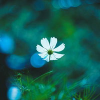 緑ぼけの中に咲く白いコスモスの花と青緑のボケ背景の写真