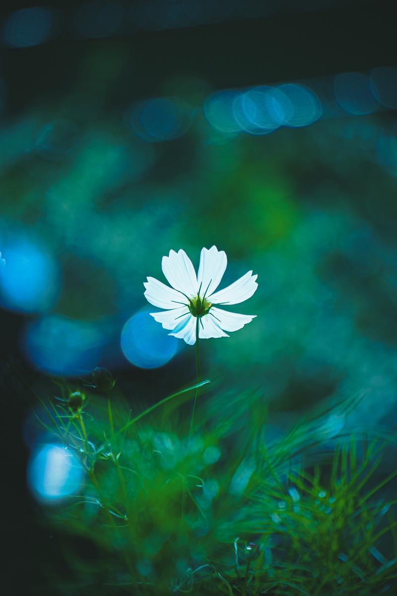 緑ぼけの背景の前で白く咲くコスモスの花