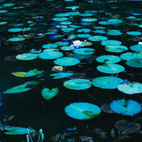 水面に浮かぶ睡蓮の葉と白い花、錦鯉が泳ぐ池の写真