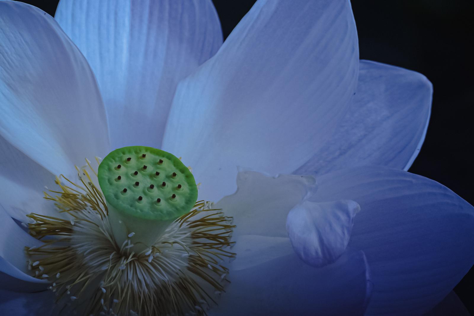 蓮の花の中央の緑色の種子房をクローズアップで撮影した写真