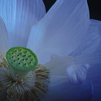 中央の緑色の蓮の種子と白い花弁が開くクローズアップの写真