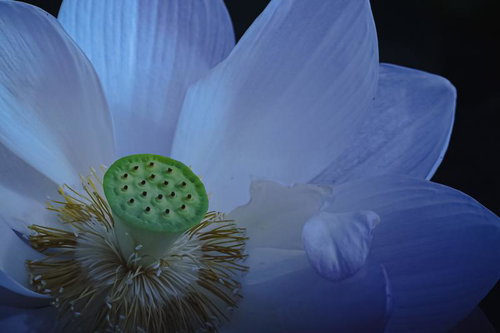 中央の緑色の蓮の種子と白い花弁が開くクローズアップ