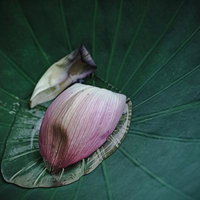 蓮の葉に落ちたピンク色の花びらと花弁の水滴の写真