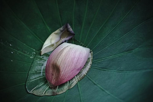 蓮の葉に落ちたピンク色の花びらと花弁の水滴