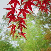 秋の紅葉、赤く染まったモミジの枝葉、秋の庭園で見られる深紅色の落葉樹の写真