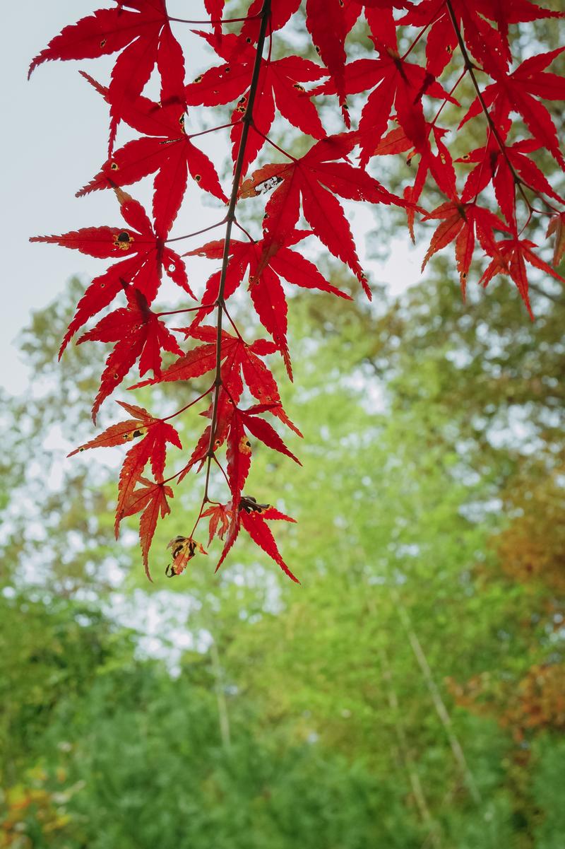 赤く染まったモミジの葉が枝から掌状に広がり、背景に緑の樹木がぼけている