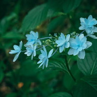 暗がりに咲く青い紫陽花の小さな花びら、梅雨の季節感を表現した花房の写真