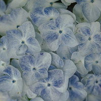青と白に染まる装飾花、アジサイの接写。梅雨の季節を彩る花の写真