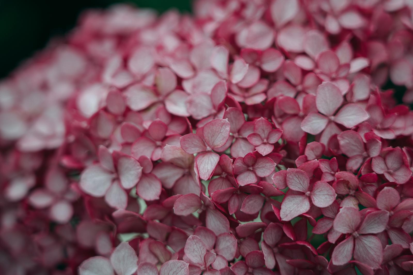 ピンク色のアジサイの装飾花が密集して咲いている接写写真