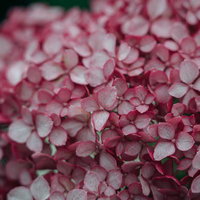 梅雨時期に咲くピンク色に染まるアジサイの装飾花がある花房の写真