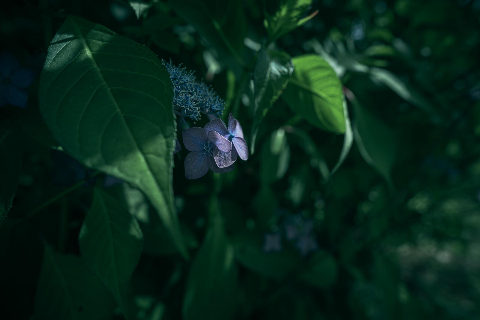 影の中で日光に照らされている薄紫色の小さな紫陽花と緑の葉