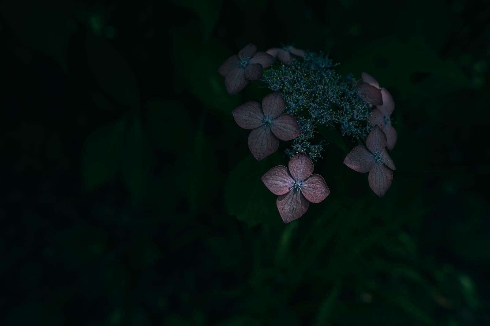 暗い背景に浮かぶ青紫のアジサイの花房が咲く様子
