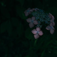 暗闇に浮かぶ青紫のアジサイの装飾花と真花の詳細の写真