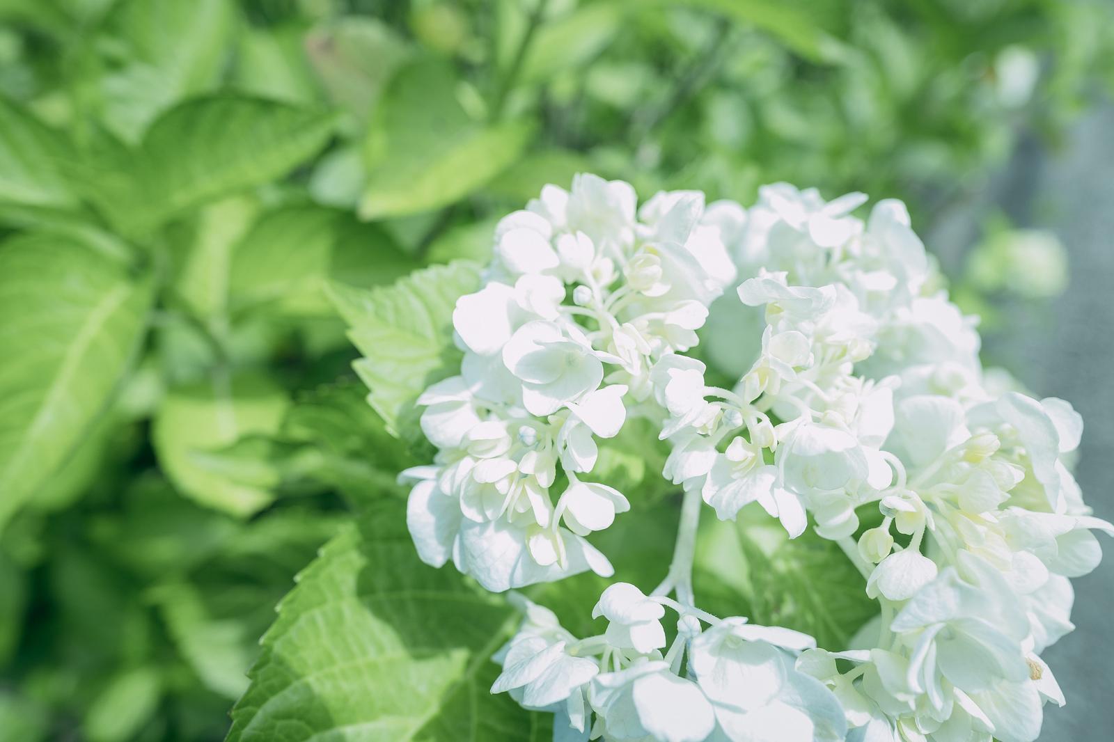 白いアジサイの花房が緑の葉に囲まれて咲いている