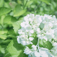 明るい日差しの中で咲く白いアジサイの花房の写真