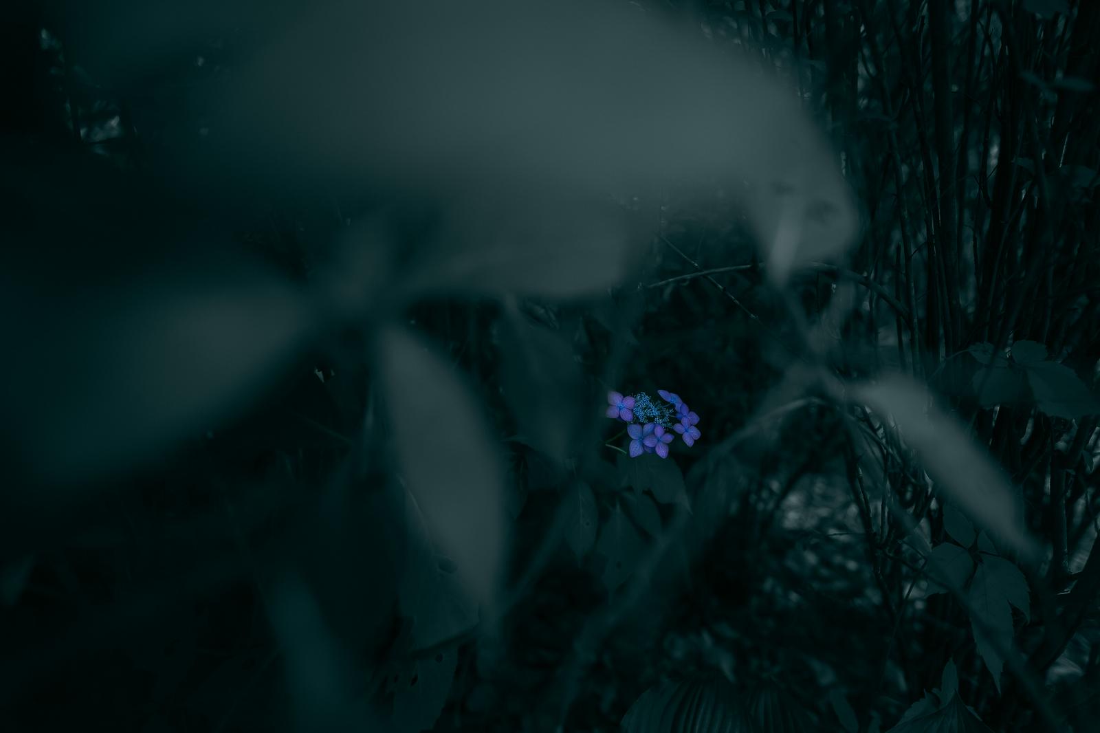 暗い草むらの中で青紫色の紫陽花が咲いている