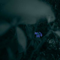 草陰にひっそりと咲く青い紫陽花。梅雨時期の庭園の写真