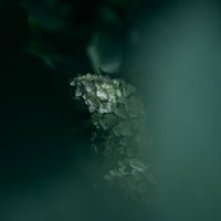 暗闇の中に浮かぶ白いアジサイの花房と梅雨の季節感の写真