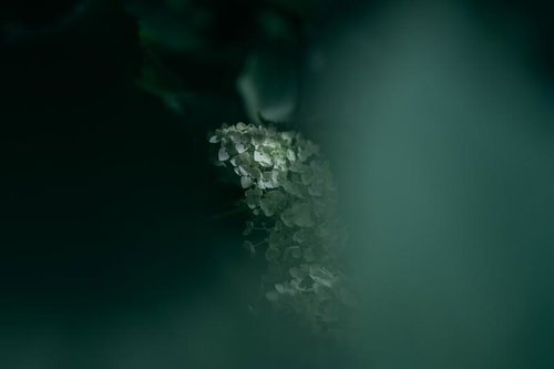 暗闇の中に浮かぶ白いアジサイの花房と梅雨の季節感