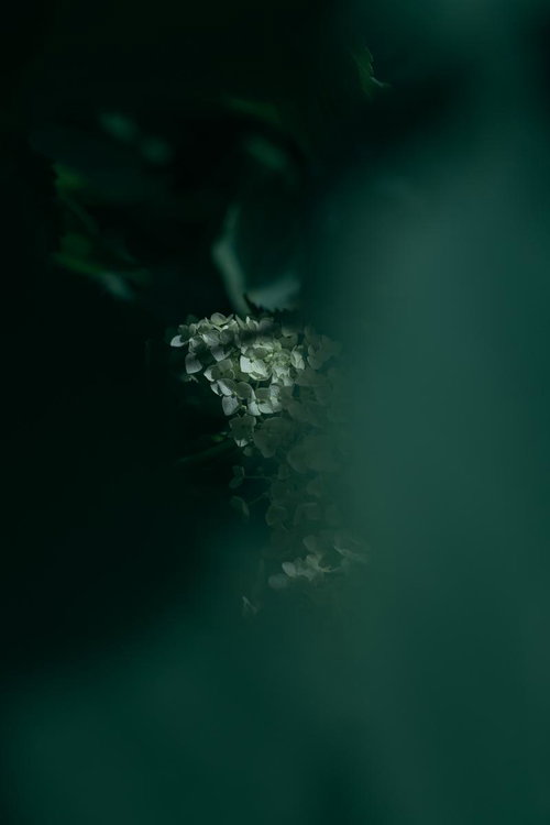 暗闇に映える紫陽花の花房 梅雨の季節の庭園