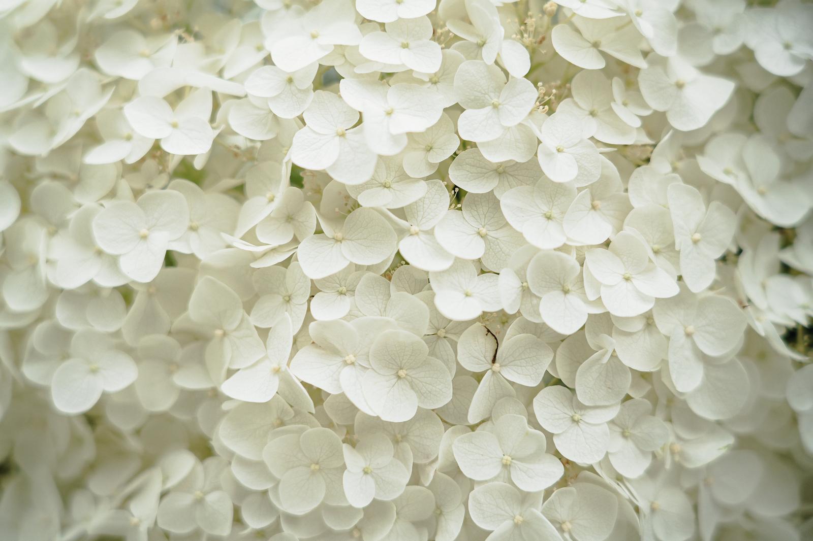純白の装飾花が密集して満開になったアジサイのクローズアップ写真