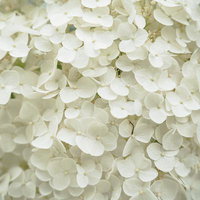 純白の装飾花が密集するアジサイの満開時期の写真