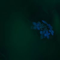 背景が溶けるような暗闇に咲く青いアジサイの写真