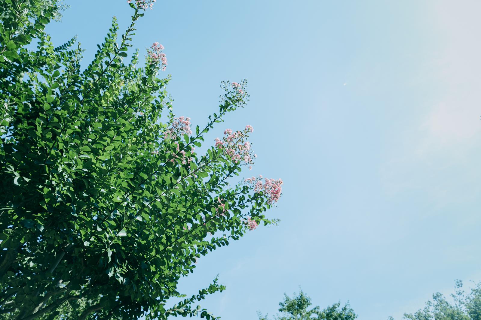 青空の下、新緑の枝先に咲くピンク色のサルスベリの花