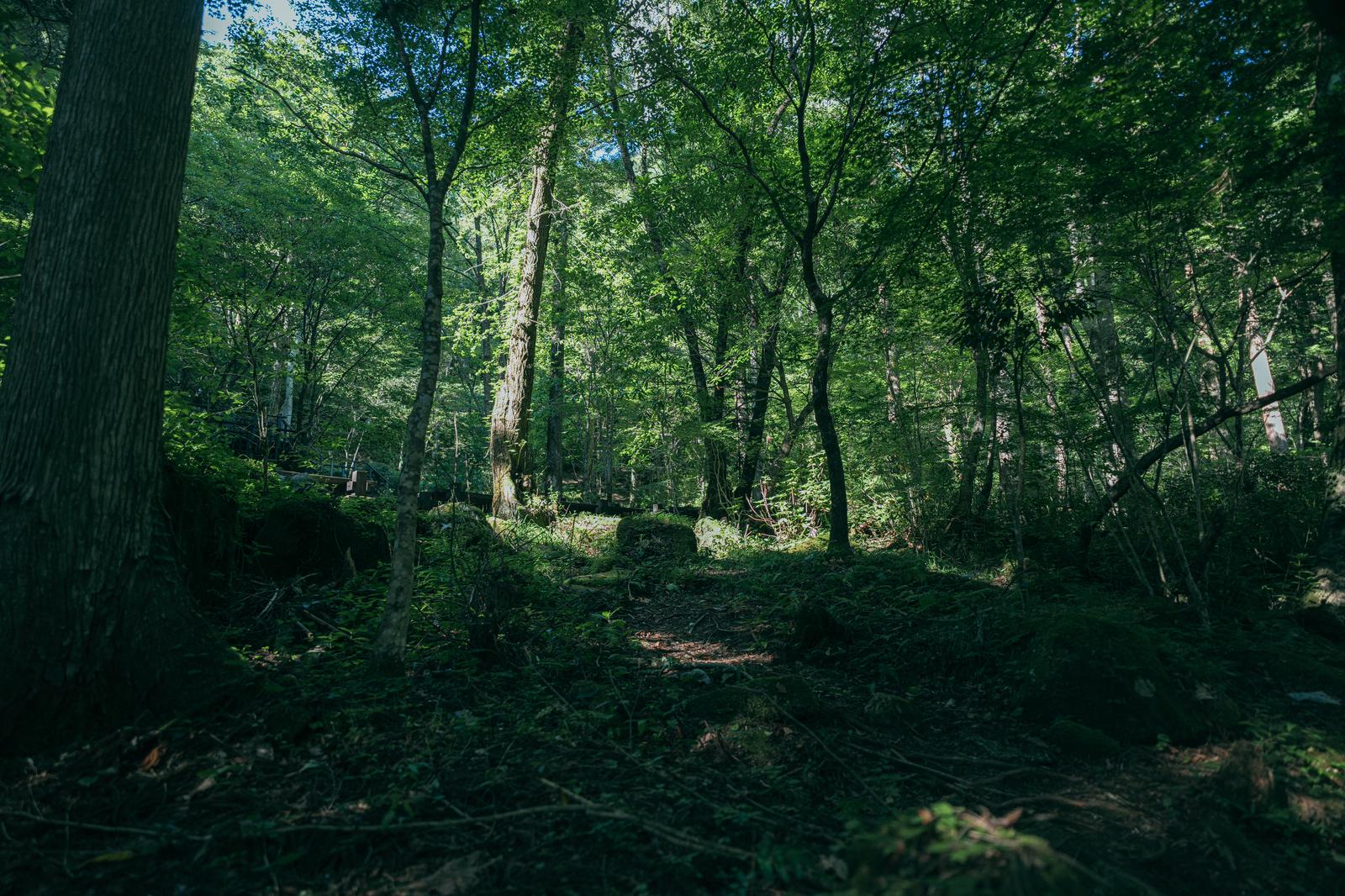 緑の雑木林に囲まれた山道に木漏れ日が差し込む風景