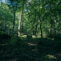 緑豊かな雑木林が生い茂る付知峡の山道と木漏れ日の写真