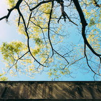 コンクリート壁と新緑の枝｜春の青空を背景にした季節風景の写真