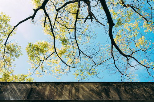コンクリート壁と新緑の枝｜春の青空を背景にした季節風景