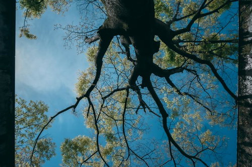 コンクリート壁に囲まれた新緑の大きな木の枝ぶり