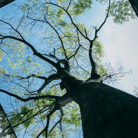 コンクリート壁に囲まれた新緑の大木を見上げた景色の写真
