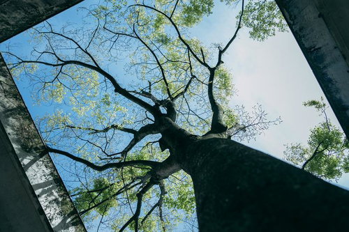 コンクリート壁に囲まれた新緑の大木を見上げた景色