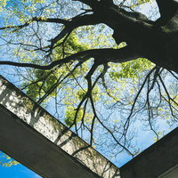 コンクリートの梁越しに見上げた大木の新緑の写真