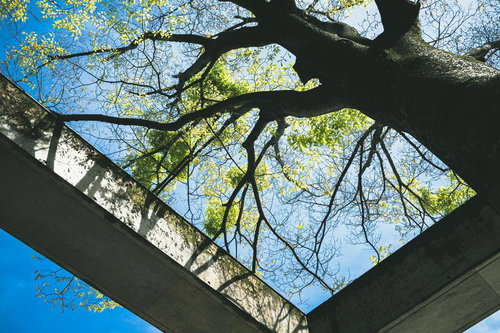 コンクリートの梁越しに見上げた大木の新緑
