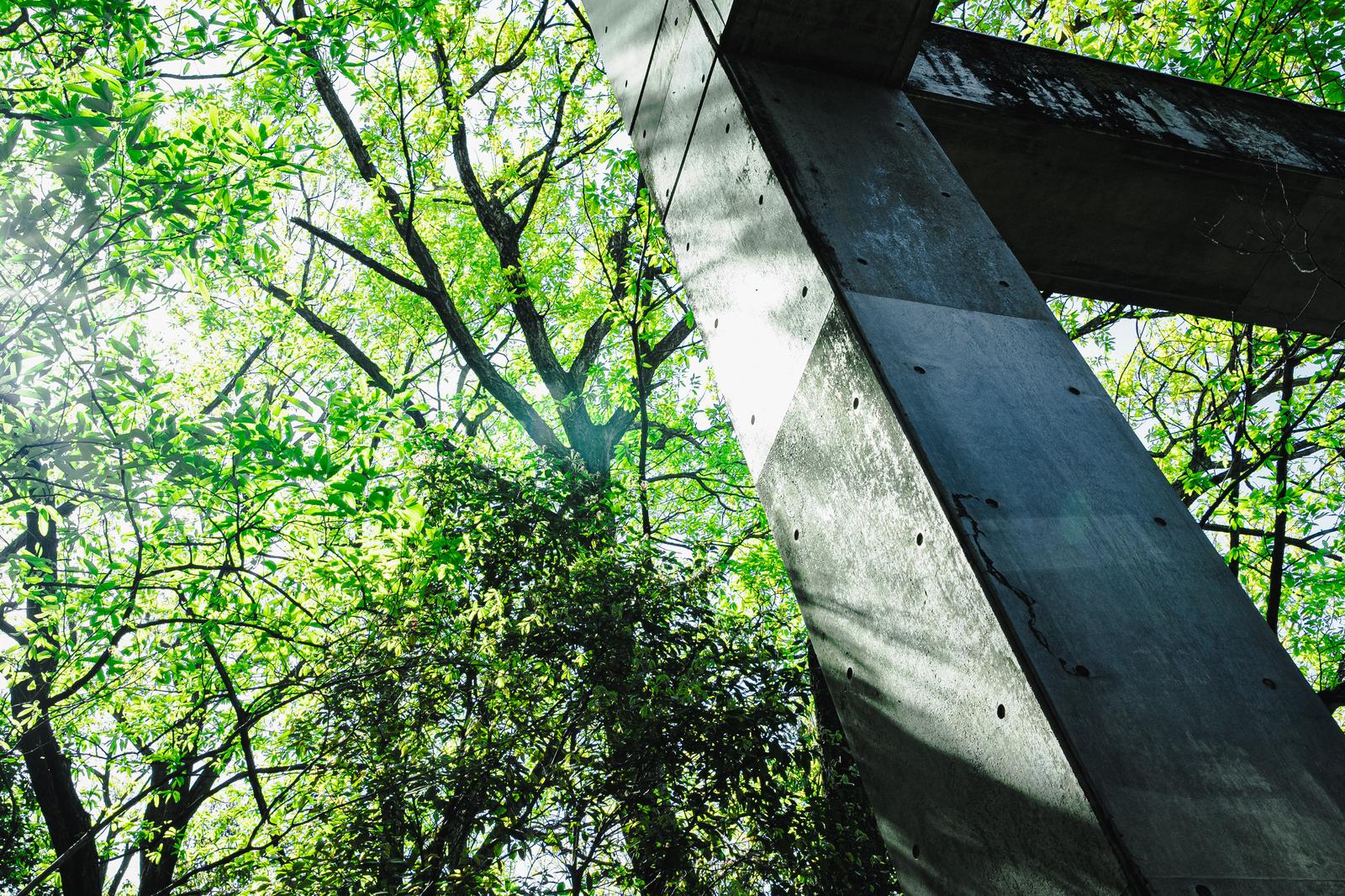 新緑の樹々とコンクリート柱が交差する下から見上げた風景