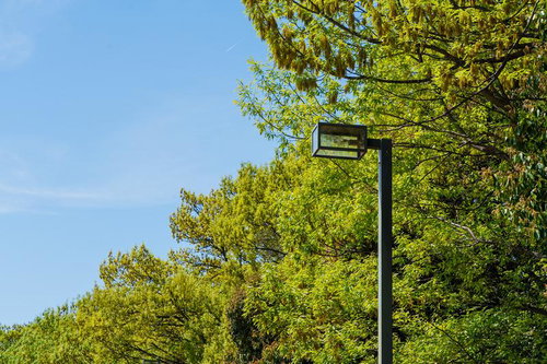 新緑に囲まれた街路樹と街灯のある晴天の風景