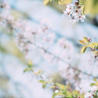 葉桜の枝に咲く白い花と新緑の春の庭園風景の写真