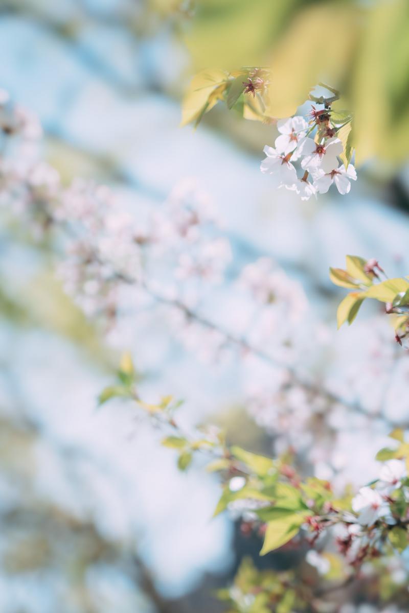葉桜の枝に咲く白い小さな花と新緑の葉