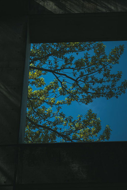 暗いコンクリートの梁から覗く新緑の枝葉と青空