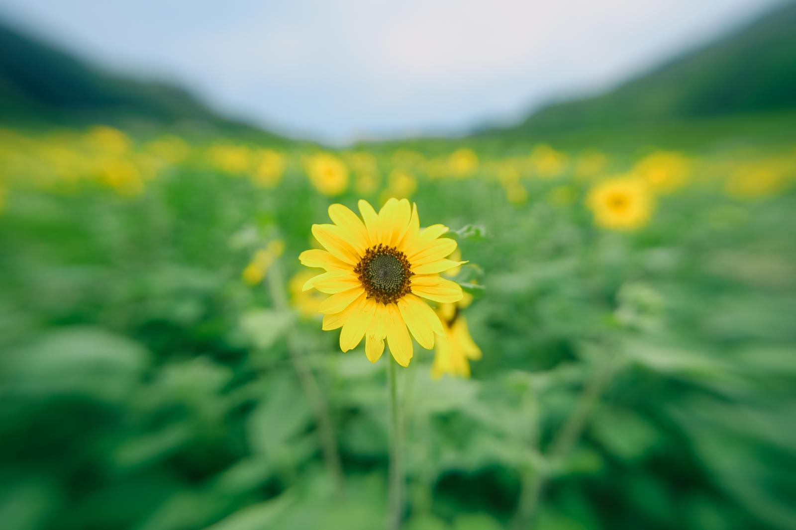 夏のヒマワリ畑で咲く一輪の黄色い向日葵をクローズアップした写真