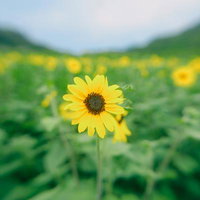 夏の約束 ヒマワリ畑に咲く一輪の向日葵、黄色い花弁と茶色い花芯の写真