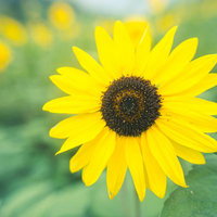 虫眼鏡で接写したひまわりの花 黄色い花弁と花盤の写真