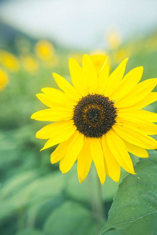 虫眼鏡で接写したひまわりの花 黄色い花弁と花盤