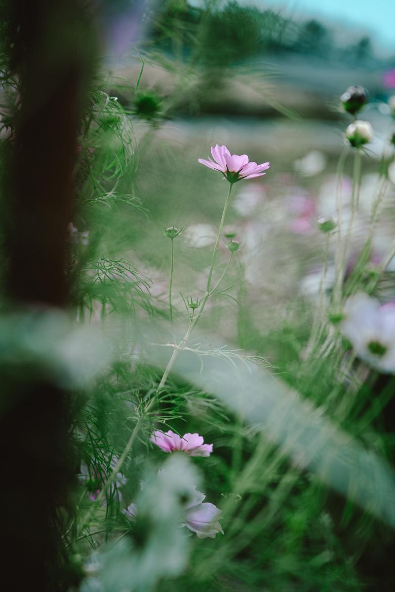 Macro photograph of pink cosmos flowers blooming in a grassy meadow, with the central flower in sharp focus